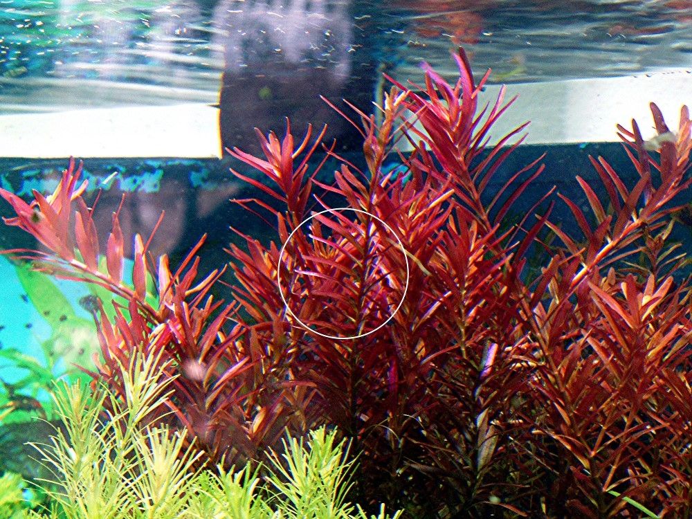 Rotala  „Singapore Blood Red“ (Versand/ Abholung) Rotala  „Singapore Blood Red“ (Versand/ Abholung)