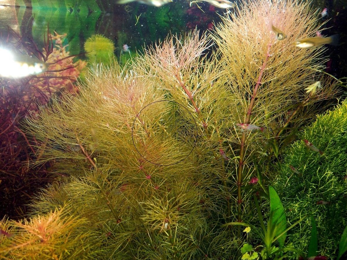 Austr. Sumpffreund (Browns), Aquariumpflanze, Versand/ Abholung Austr. Sumpffreund (Browns), Aquariumpflanze, Versand/ Abholung