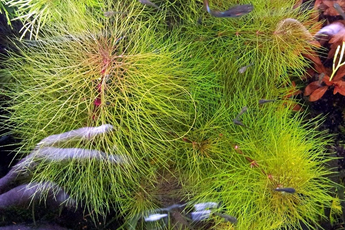 Austr. Sumpffreund (Browns), Aquariumpflanze, Versand/ Abholung Austr. Sumpffreund (Browns), Aquariumpflanze, Versand/ Abholung