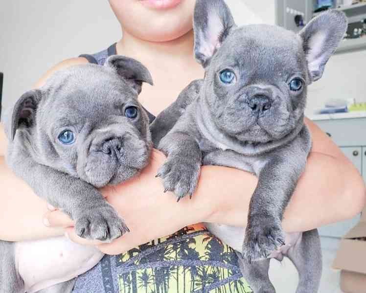 Französische Bulldoggen Welpen Rüden und Hündinnen Französische Bulldoggen Welpen Rüden und Hündinnen