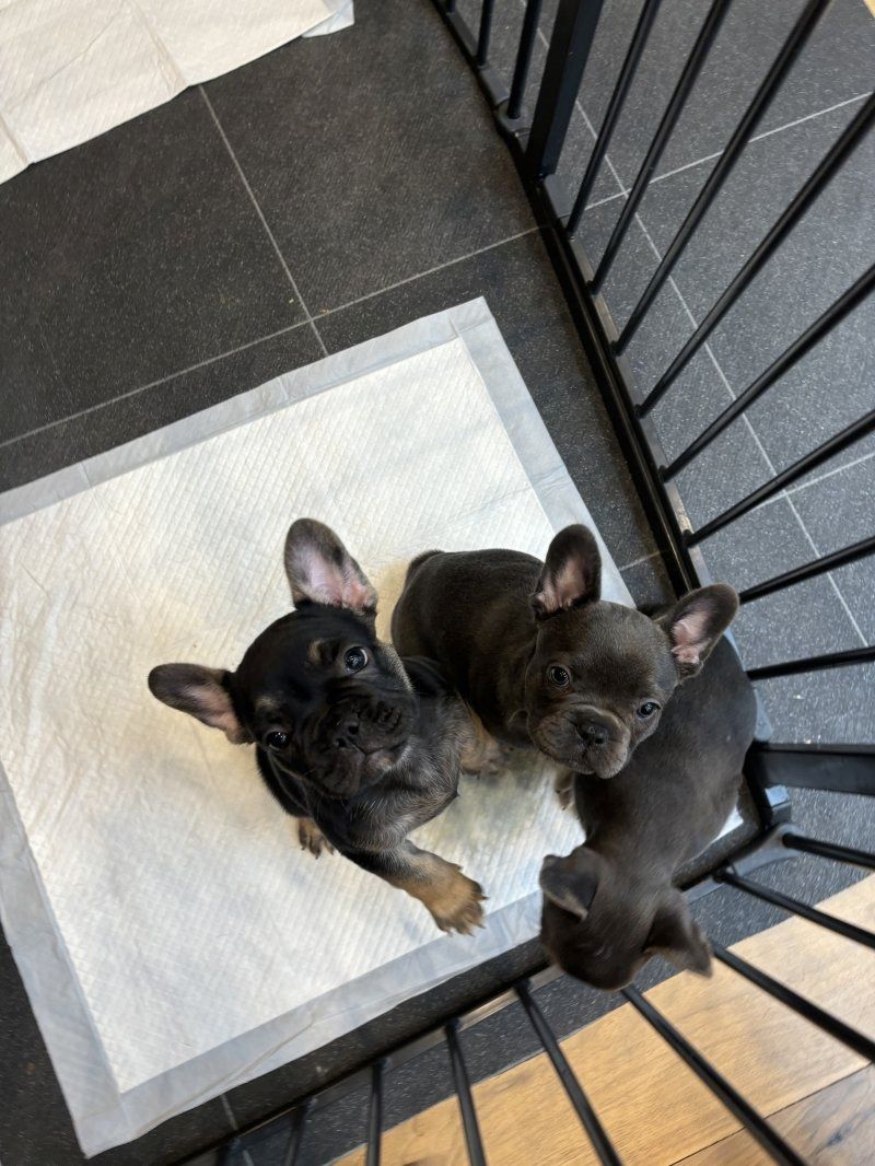 Französischer Bulldoggenwelpe zu verkaufen