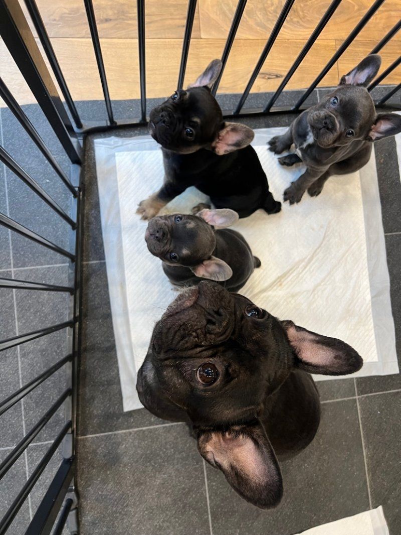 Französischer Bulldoggenwelpe zu verkaufen