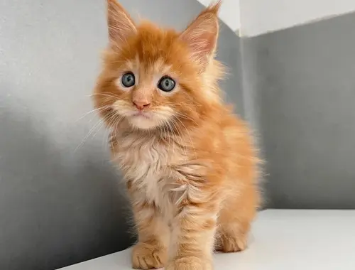 Maine Coon Kätzchen zur Adoption