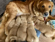 Zwei Golden Retriever-Welpen zu verkaufen