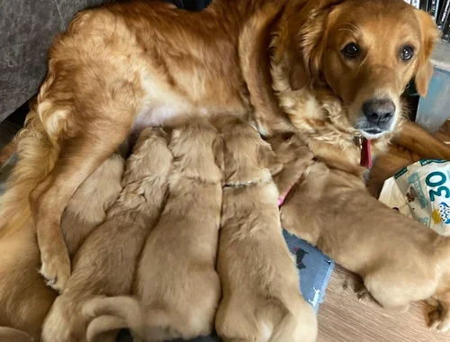 Zwei Golden Retriever-Welpen zu verkaufen