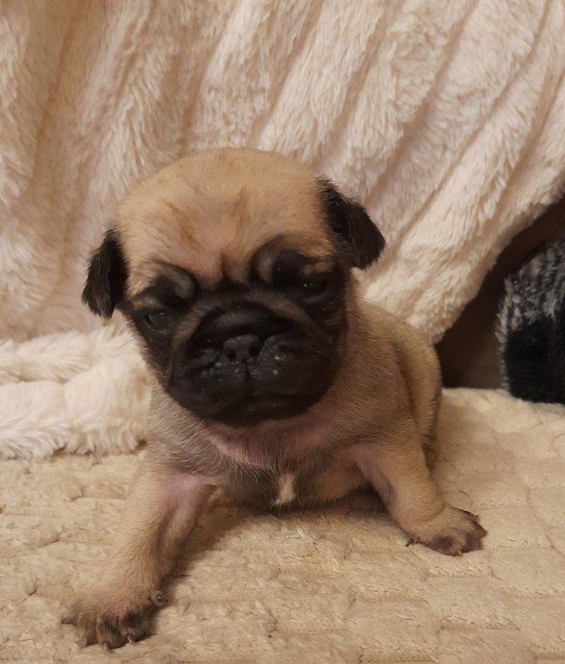 Absolut entzückende Mopswelpen zu verkaufen