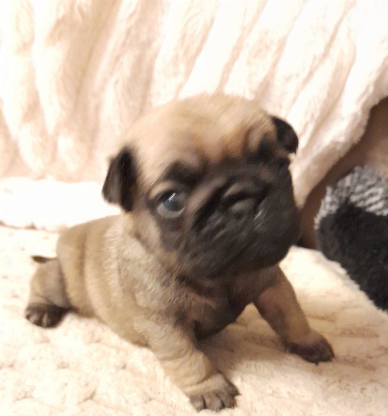 Absolut entzückende Mopswelpen zu verkaufen