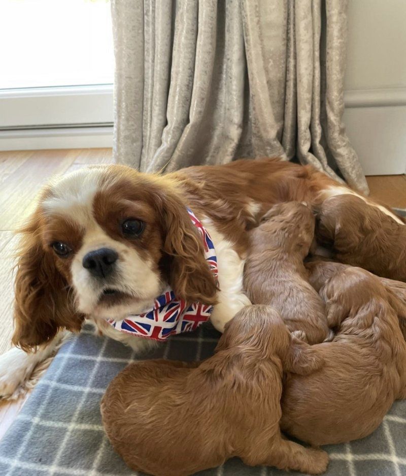 F1b Cavapoo-Welpen zu verkaufen