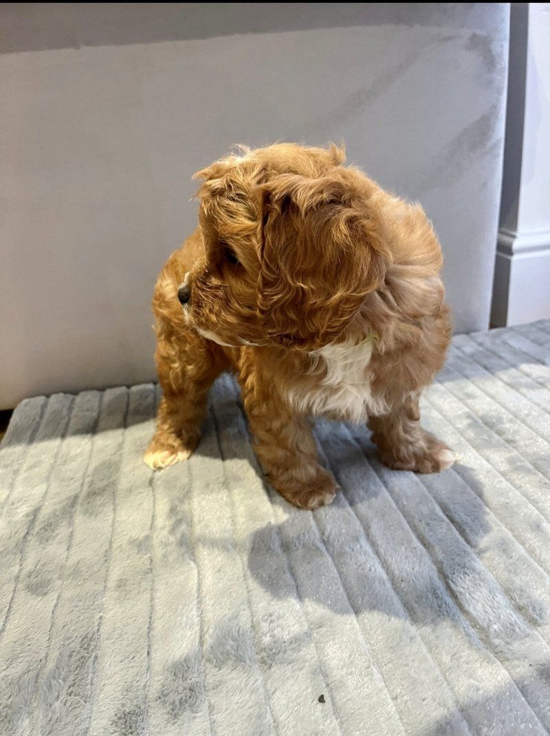 F1b Cavapoo-Welpen zu verkaufen