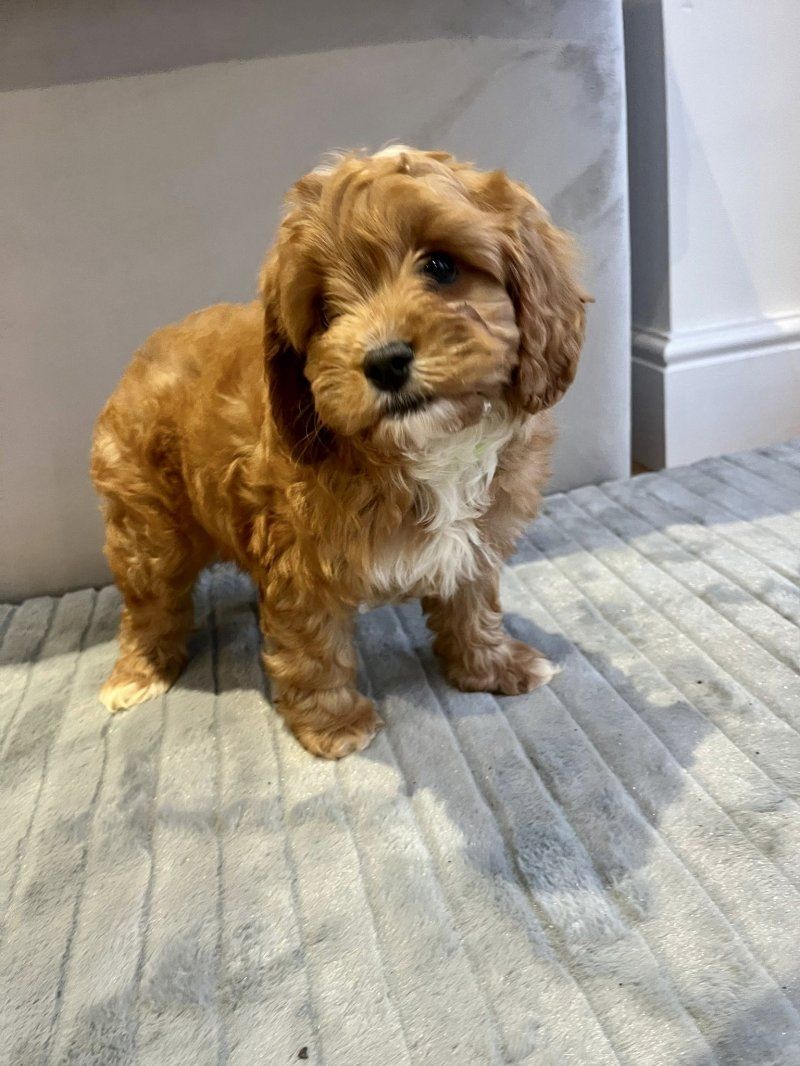 F1b Cavapoo-Welpen zu verkaufen