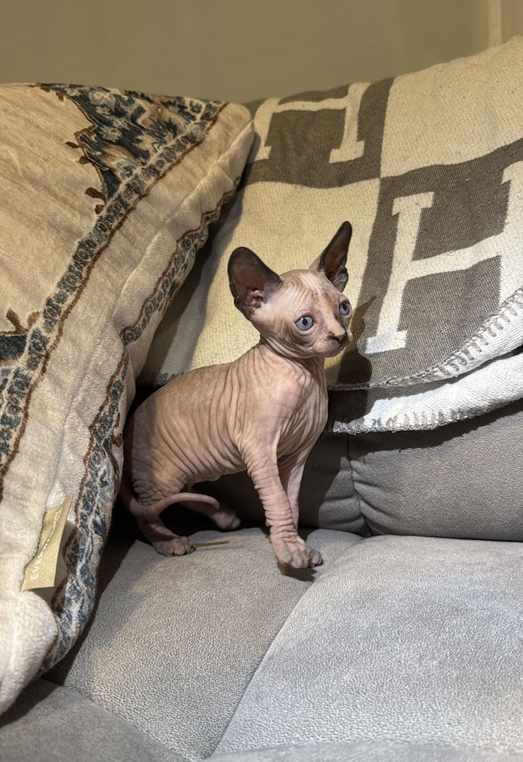 Kanadisches Sphynx Kitten