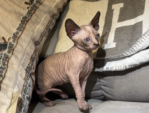 Kanadisches Sphynx Kitten