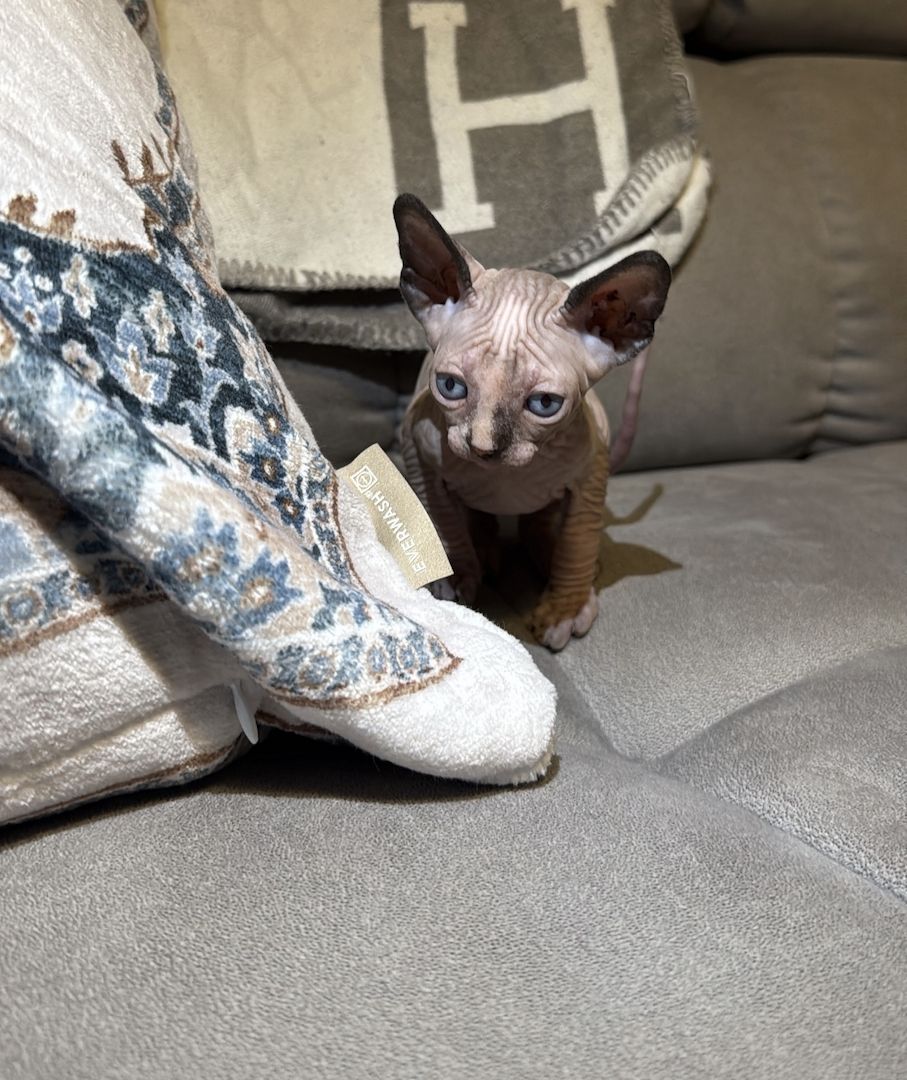 Kanadisches Sphynx Kitten