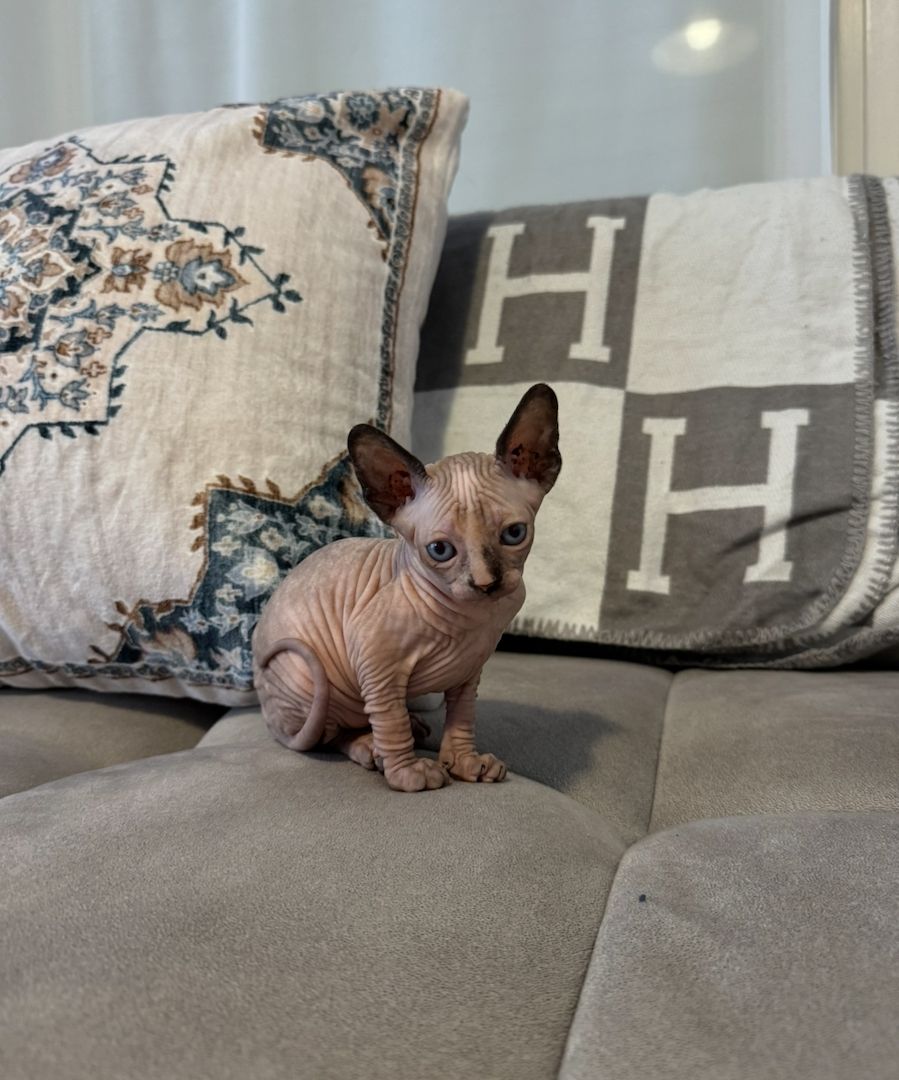 Kanadisches Sphynx Kitten