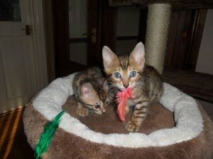 Bengal-Kätzchen zu verkaufen