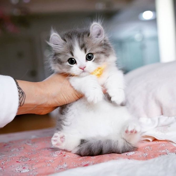 Entzückende Munchkin-Kätzchen zur Neuvermittlung verfügbar