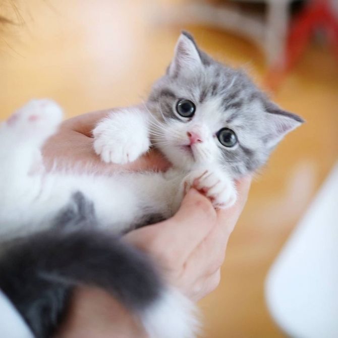 Entzückende Munchkin-Kätzchen zur Neuvermittlung verfügbar