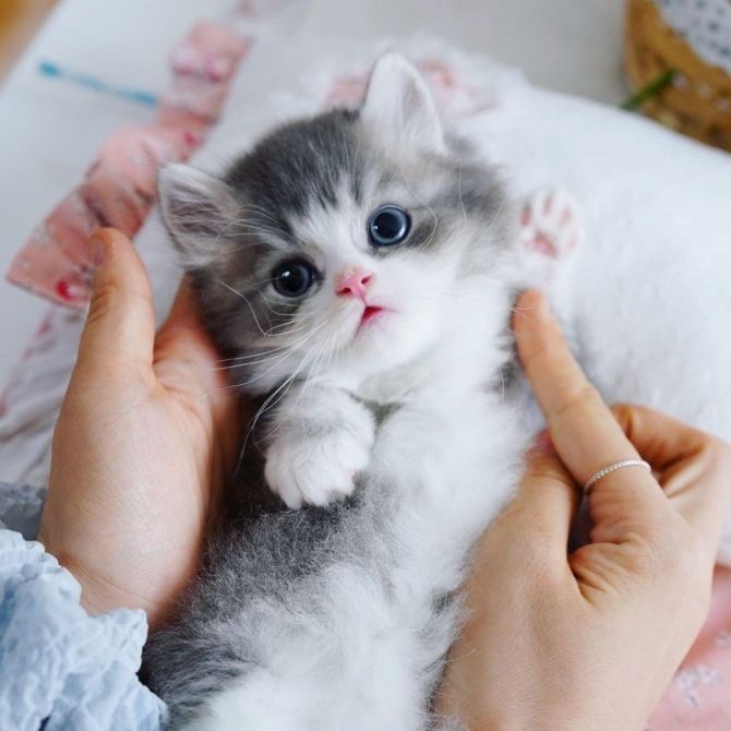 Entzückende Munchkin-Kätzchen zur Neuvermittlung verfügbar