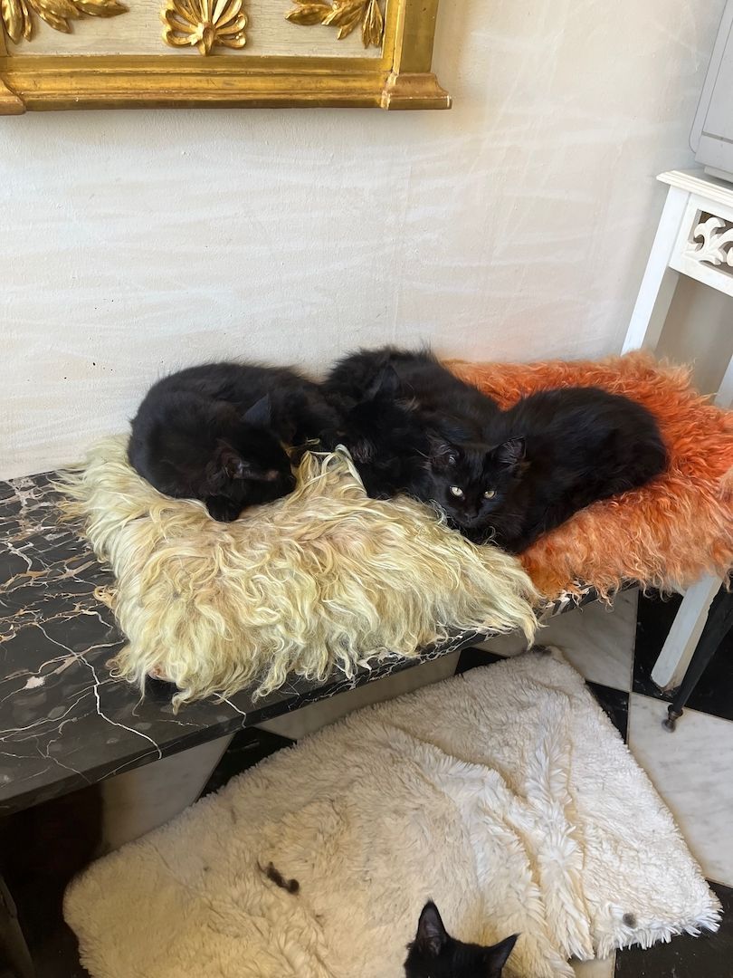 Maine Coon Black-Black - Reinrassig Maine Coon Black-Black - Reinrassig