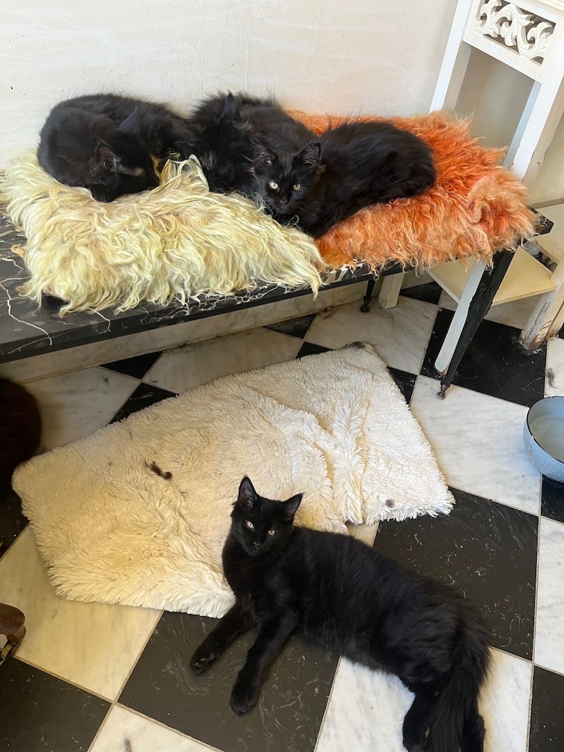 Maine Coon Black-Black - Reinrassig Maine Coon Black-Black - Reinrassig