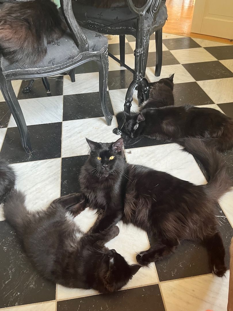 Maine Coon Black-Black - Reinrassig Maine Coon Black-Black - Reinrassig