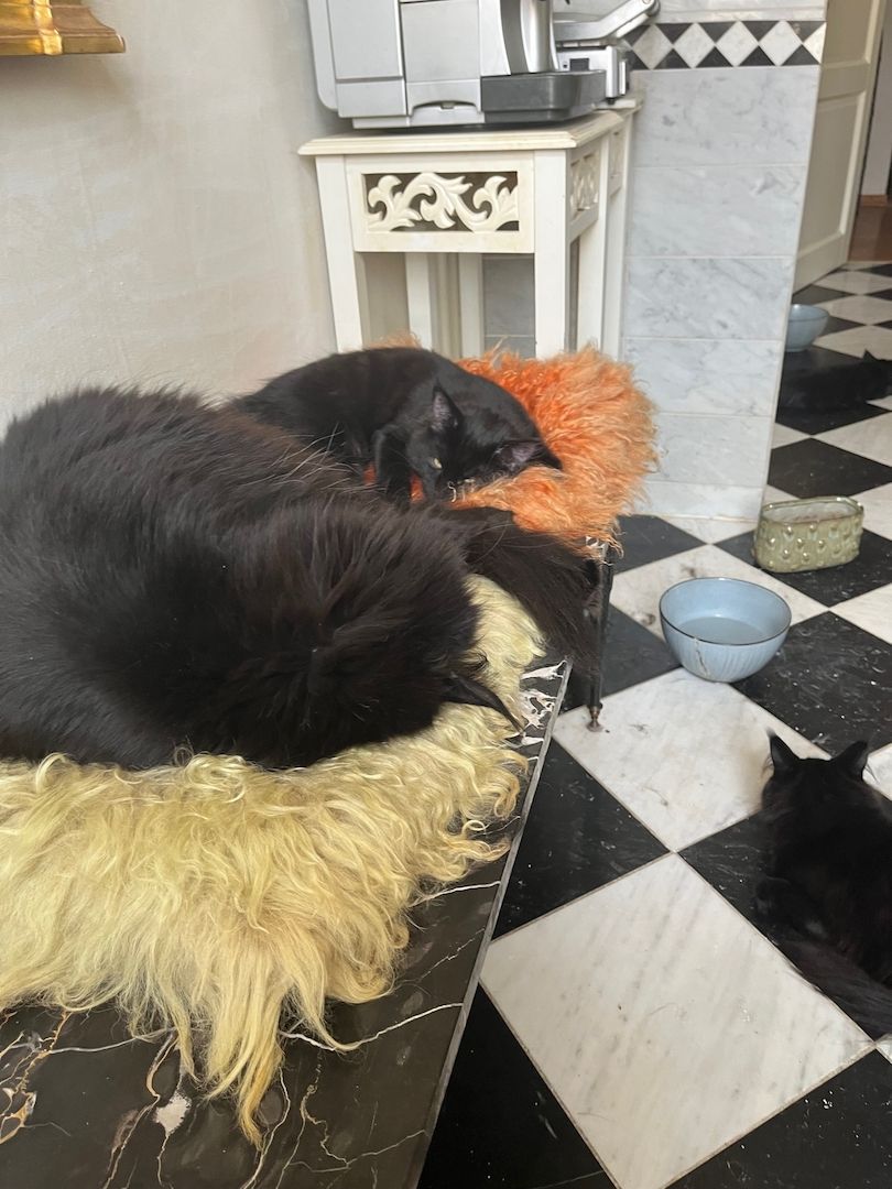 Maine Coon Black-Black - Reinrassig Maine Coon Black-Black - Reinrassig