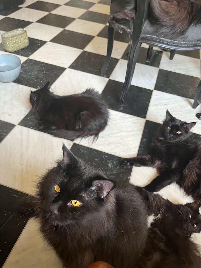 Maine Coon Black-Black - Reinrassig Maine Coon Black-Black - Reinrassig