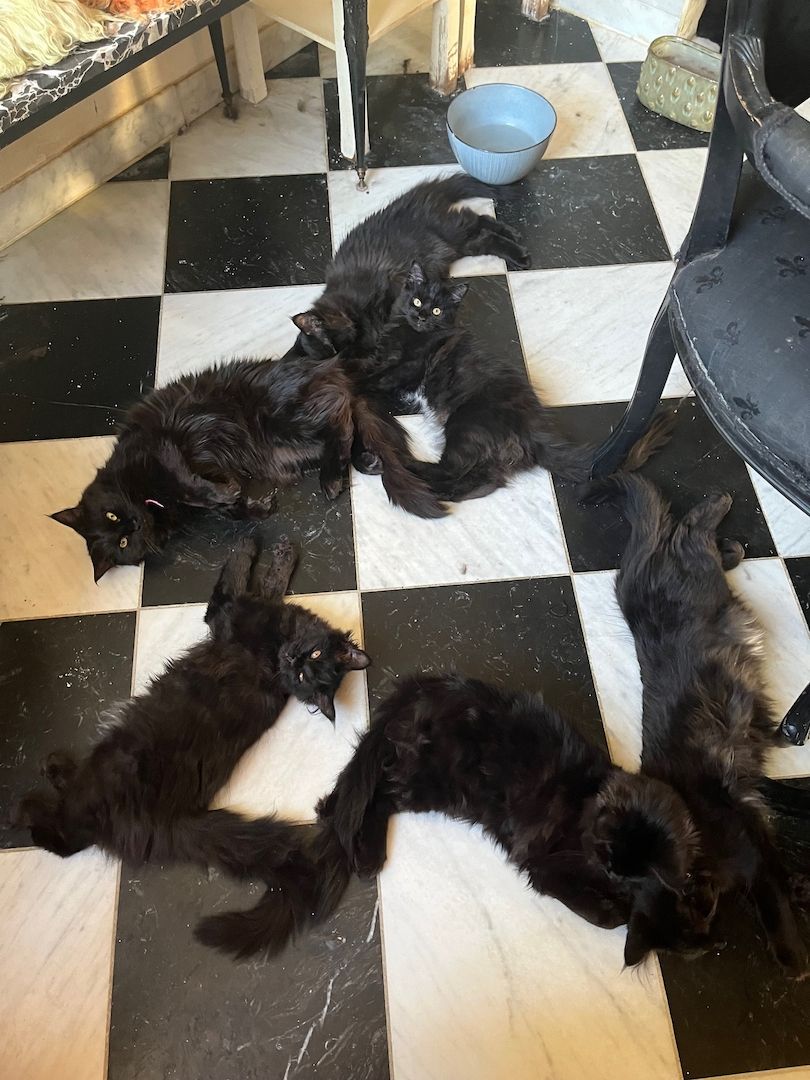 Maine Coon Black-Black - Reinrassig Maine Coon Black-Black - Reinrassig