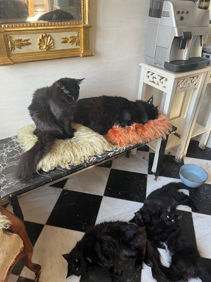 Maine Coon Black-Black - Reinrassig Maine Coon Black-Black - Reinrassig