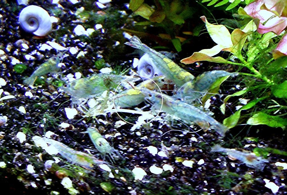 Blue Jelly, Zwerggarnele, reinerbig (ab 1,70€) (Versand/ Abholung) Blue Jelly, Zwerggarnele, reinerbig (ab 1,70€) (Versand/ Abholung)