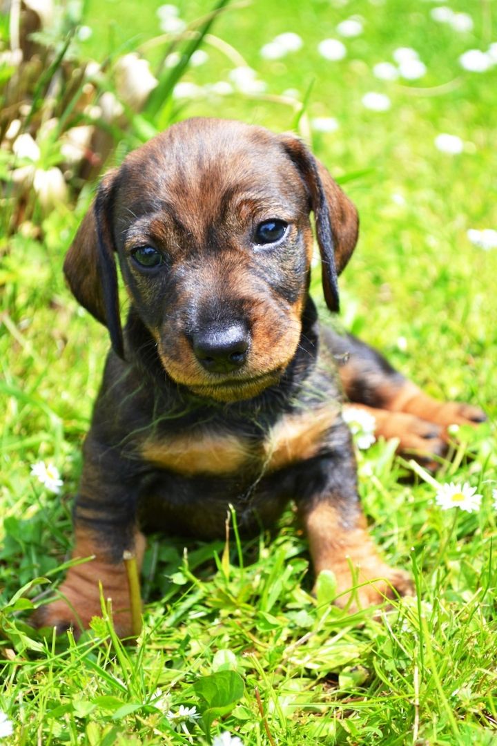 zuckersüße Dackelwelpen suchen neues Zuhause