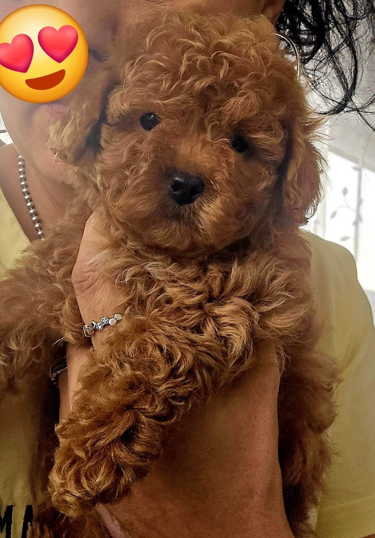 Bildschöne Zwergpudel Welpen Apricot-Rot u Schwarz