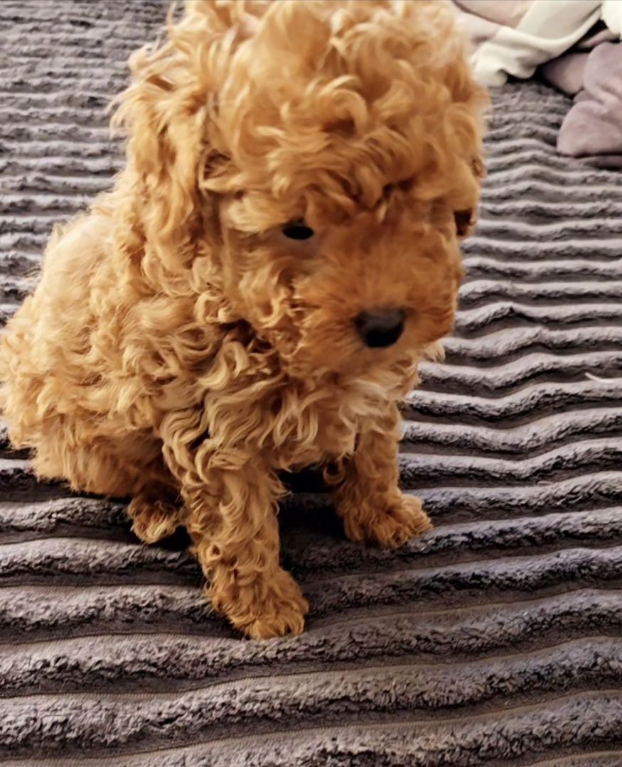 Bildschöne Zwergpudel Welpen Apricot-Rot u Schwarz