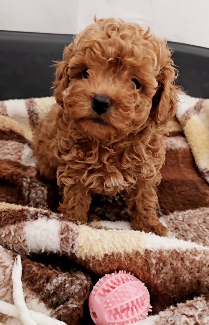 Bildschöne Zwergpudel Welpen Apricot-Rot u Schwarz