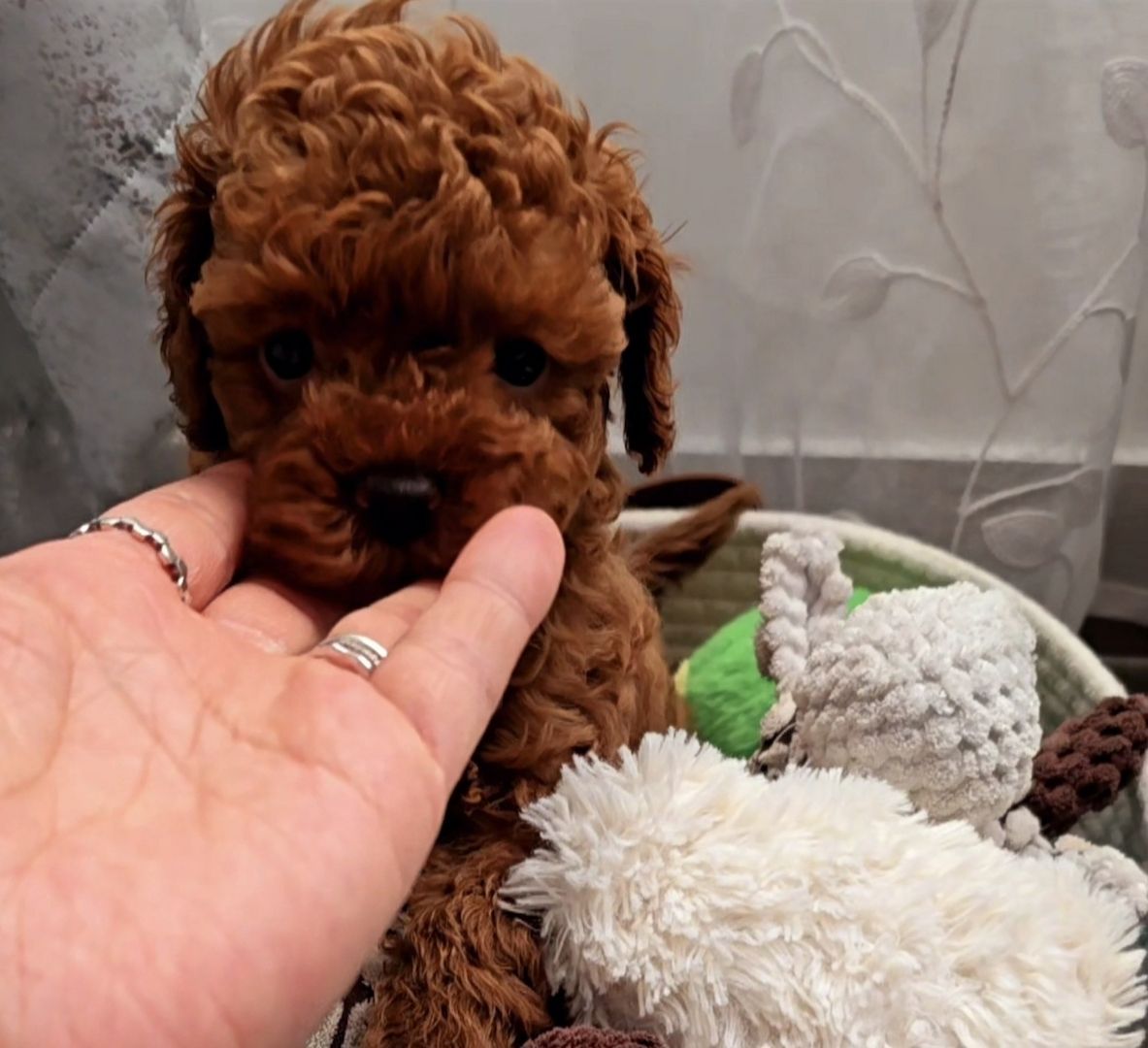 Bildschöne Zwergpudel Welpen Apricot-Rot u Schwarz