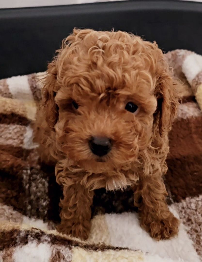 Bildschöne Zwergpudel Welpen Apricot-Rot u Schwarz