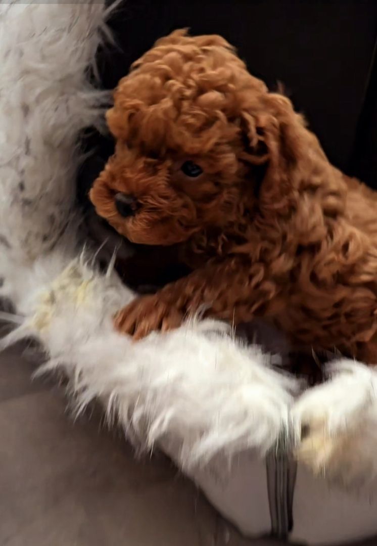 Bildschöne Zwergpudel Welpen Apricot-Rot u Schwarz