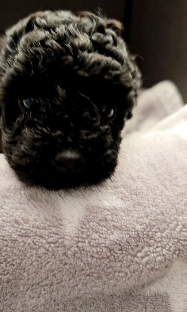 Bildschöne Zwergpudel Welpen Apricot-Rot u Schwarz