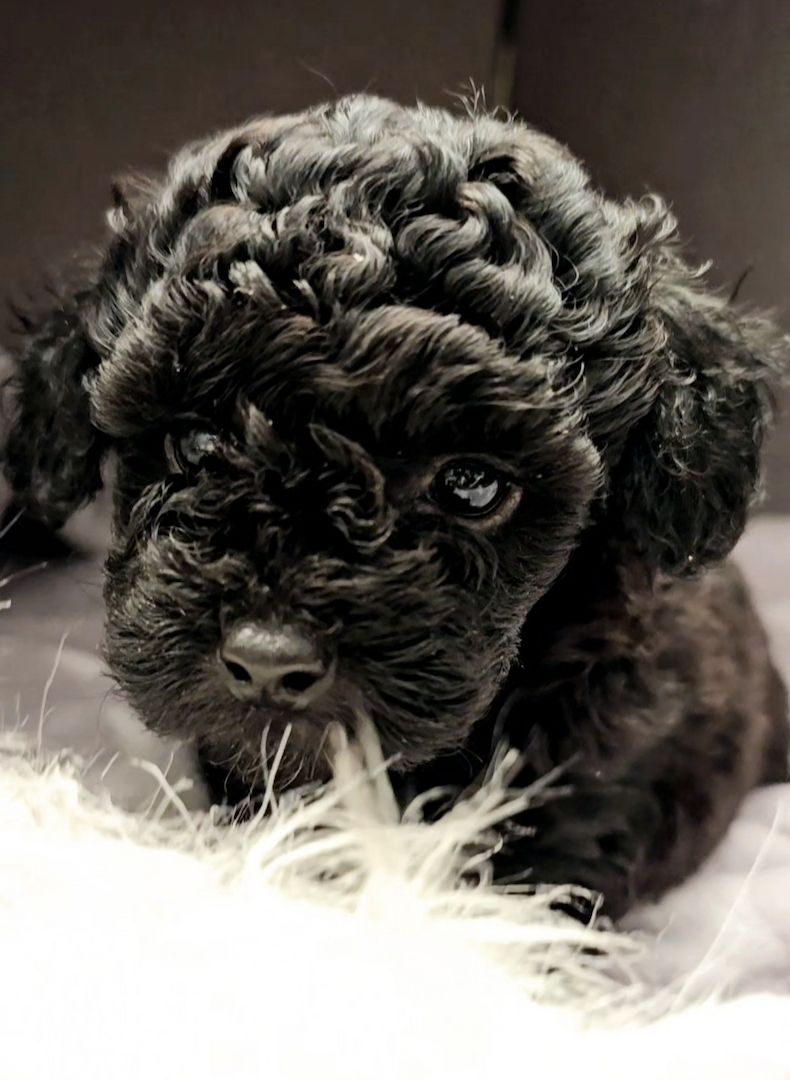 Bildschöne Zwergpudel Welpen Apricot-Rot u Schwarz