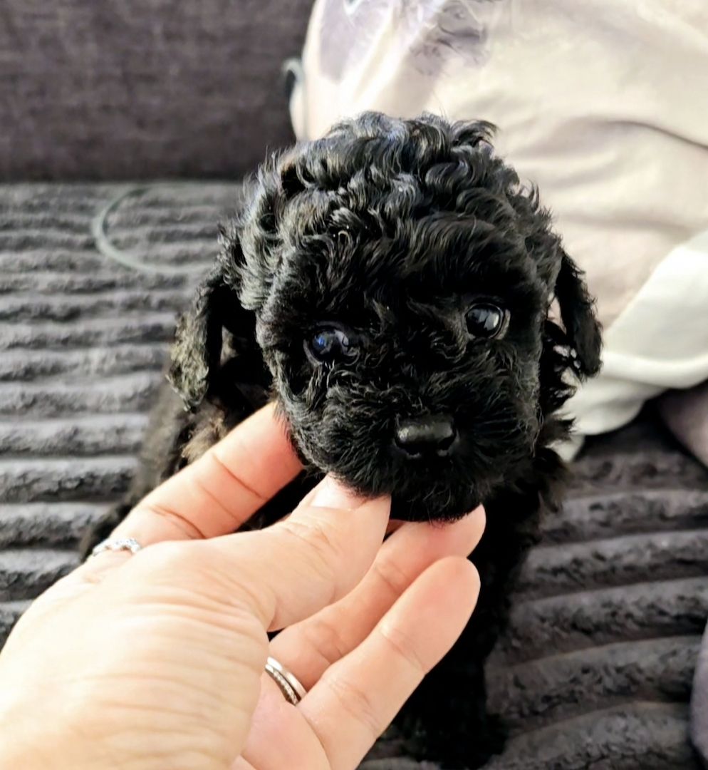 Bildschöne Zwergpudel Welpen Apricot-Rot u Schwarz