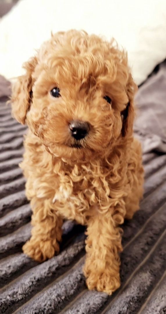 Bildschöne Zwergpudel Welpen Apricot-Rot u Schwarz