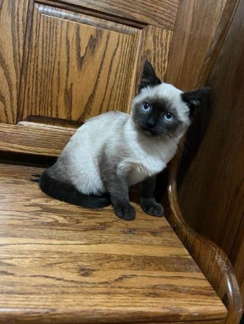 Siamesische Kätzchen