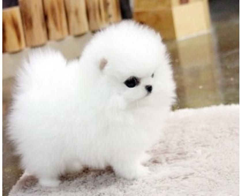 MINI ZWERGSPITZ POMERANIAN BOO WELPEN 