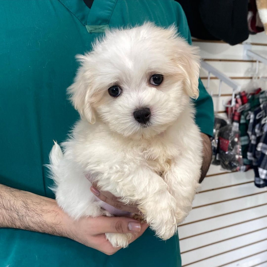 Malteser Welpen sofort abgabebereit WhatsApp-Nachricht an +31684935138