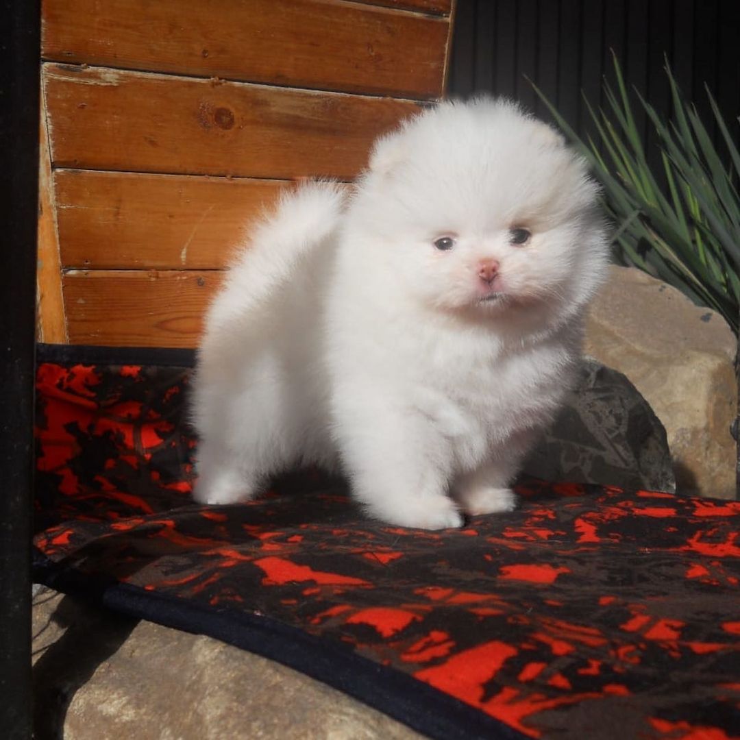 MINI ZWERGSPITZ POMERANIAN  