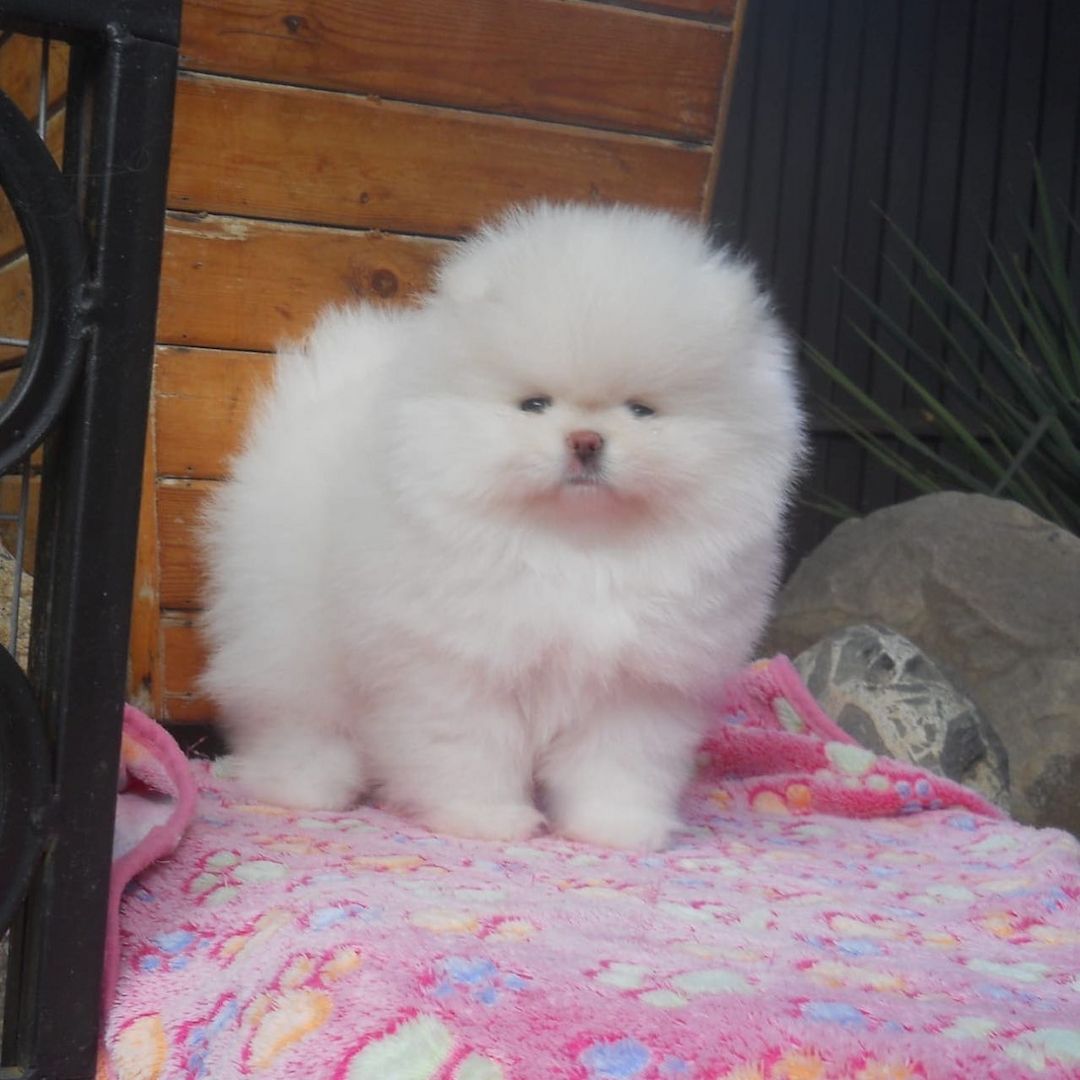 MINI ZWERGSPITZ POMERANIAN  