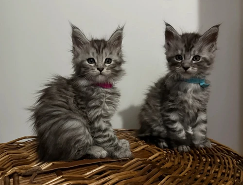 Maine Coon Kätzchen