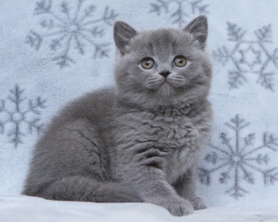 Britisch Kurzhaar Kätzchen