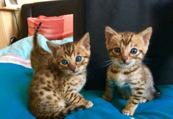 Bengal-Kätzchen.