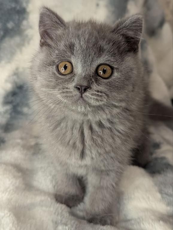 Britisch Kurzhaar Kätzchen